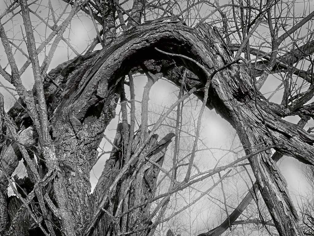 Wooden Arch – Fotografie von Reinhard Mohr, München, für bella martha im Januar 2026