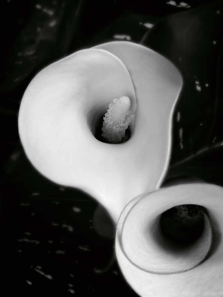 Calla – Fotografie von Reinhard Mohr, München, für bella martha im Januar 2026