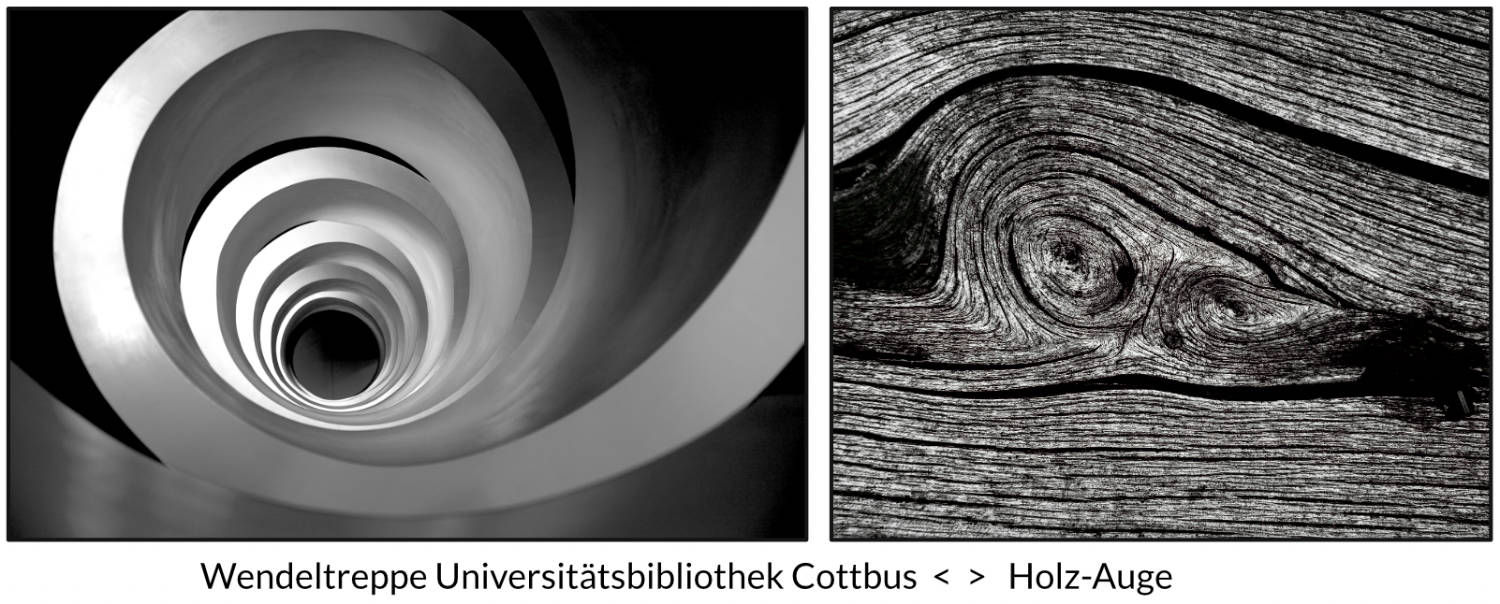 Universitätsbibliothek Cottbus und Holz-Auge – Fotografien von Reinhard Mohr, München, für bella martha im Januar 2026